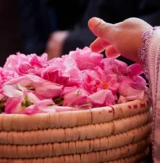 The Magic of Moroccan Rose Water in Organic Skincare